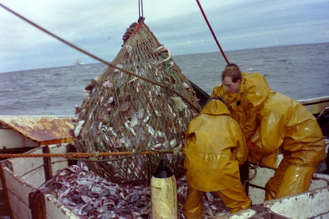 Bag of White Fish - Jpeg